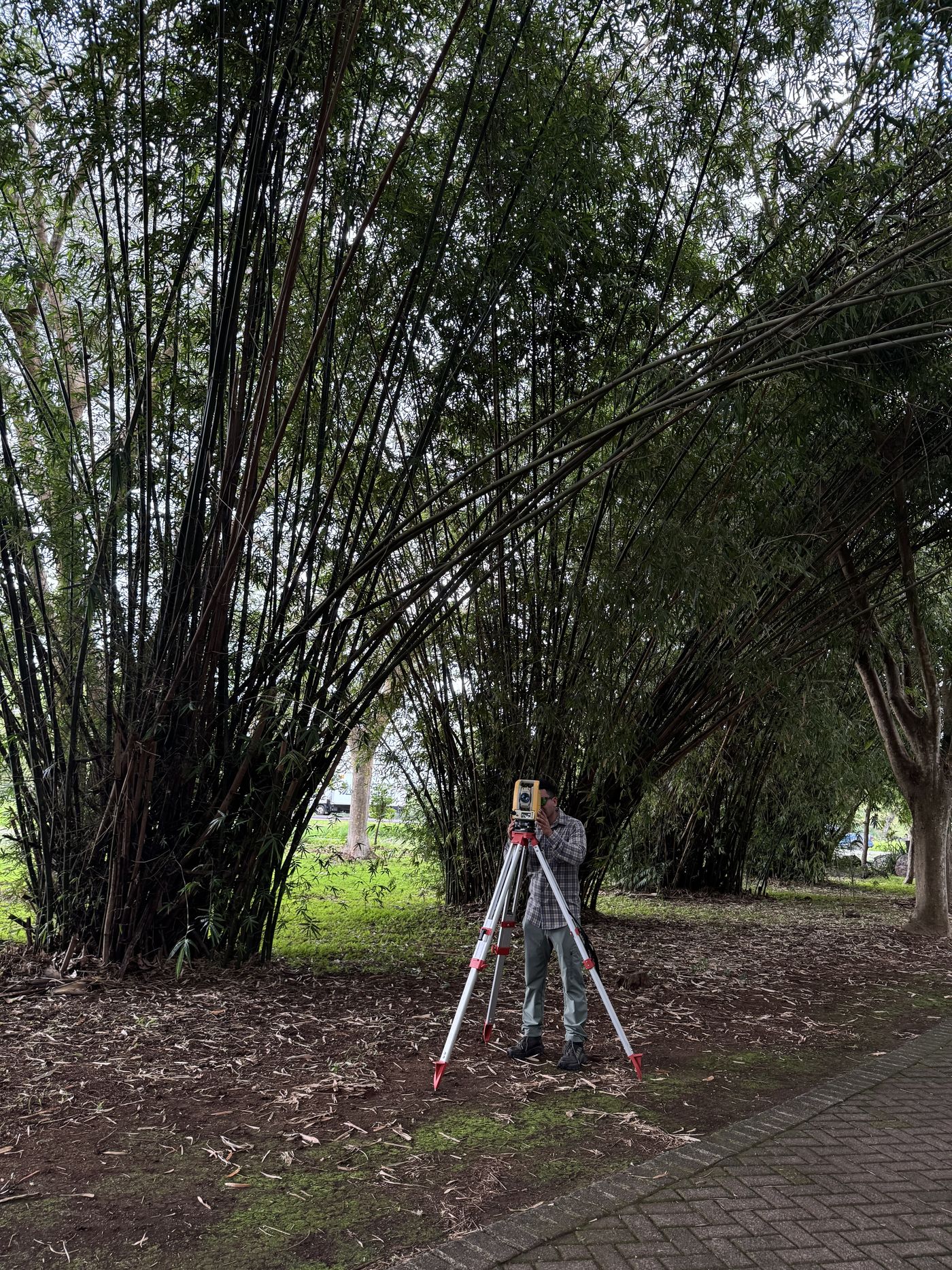 Survey instrument set up in dense bamboo vegetation